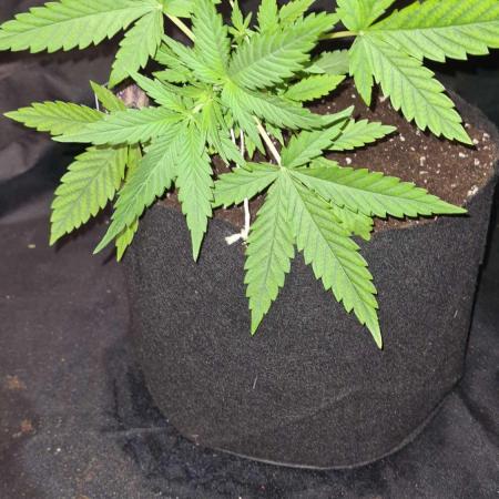 Glitter Bomb Auto (Zamnesia Seeds) #1c