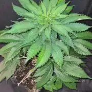Sunset Sherbet Automatic (Zamnesia Seeds