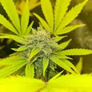 VzH / Lemon Rose Companion EST : 2026