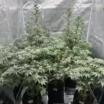 Barney’s Farm Girl Scout Cookies