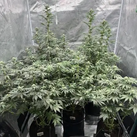 Barney’s Farm Girl Scout Cookies