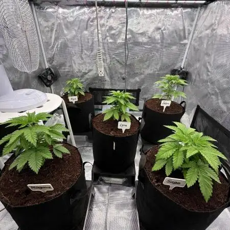 Barney’s Farm Girl Scout Cookies