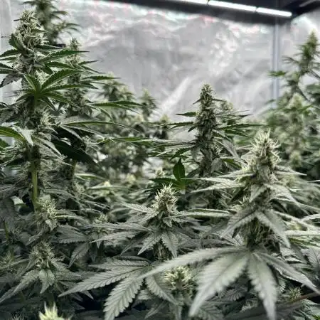 Barney’s Farm Girl Scout Cookies