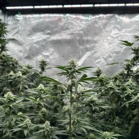 Barney’s Farm Girl Scout Cookies