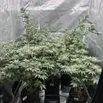 Barney’s Farm Girl Scout Cookies