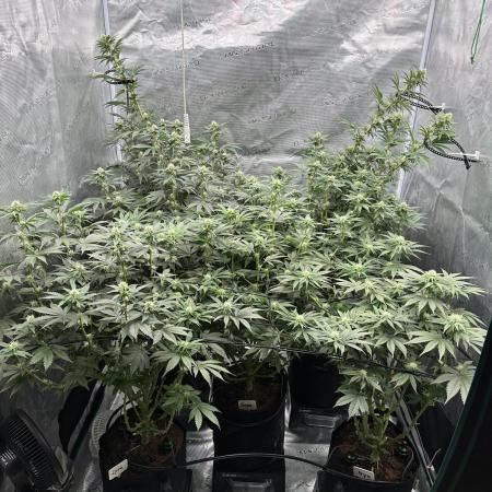 Barney’s Farm Girl Scout Cookies