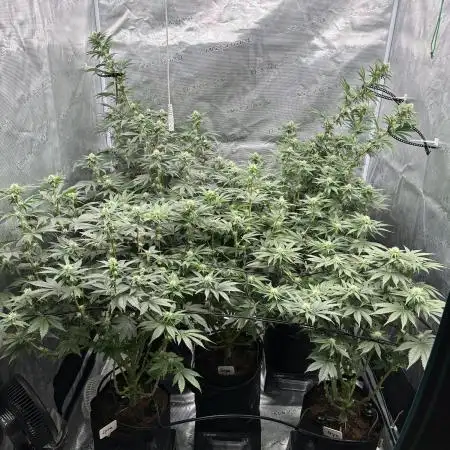 Barney’s Farm Girl Scout Cookies