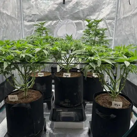 Barney’s Farm Girl Scout Cookies