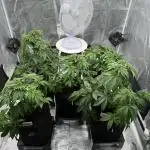Barney’s Farm Girl Scout Cookies