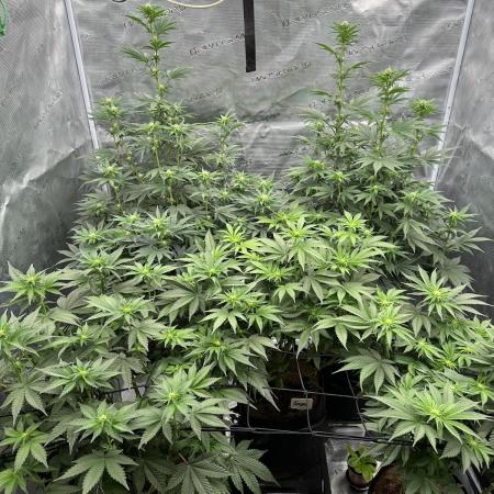 Barney’s Farm Girl Scout Cookies