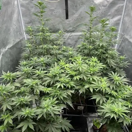 Barney’s Farm Girl Scout Cookies