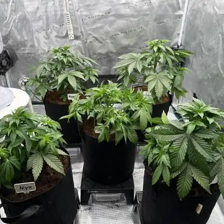 Barney’s Farm Girl Scout Cookies