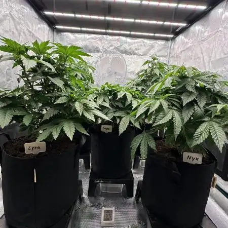 Barney’s Farm Girl Scout Cookies