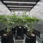Barney’s Farm Girl Scout Cookies