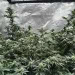Barney’s Farm Girl Scout Cookies