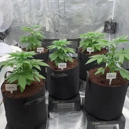 Barney’s Farm Girl Scout Cookies