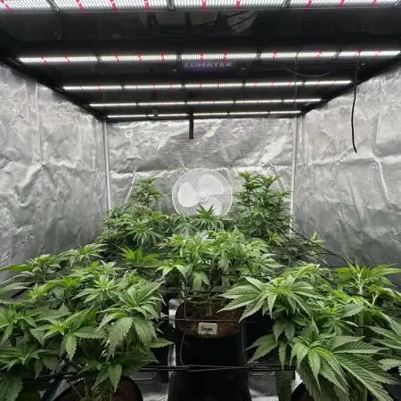 Barney’s Farm Girl Scout Cookies