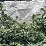 Barney’s Farm Girl Scout Cookies