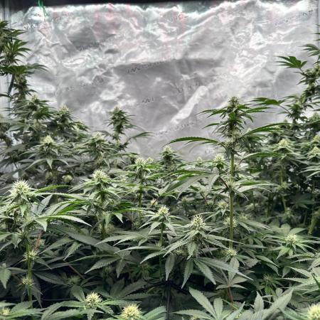 Barney’s Farm Girl Scout Cookies