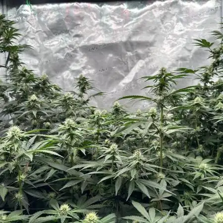 Barney’s Farm Girl Scout Cookies