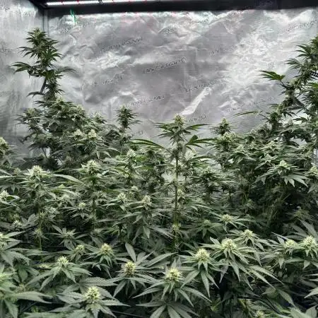 Barney’s Farm Girl Scout Cookies