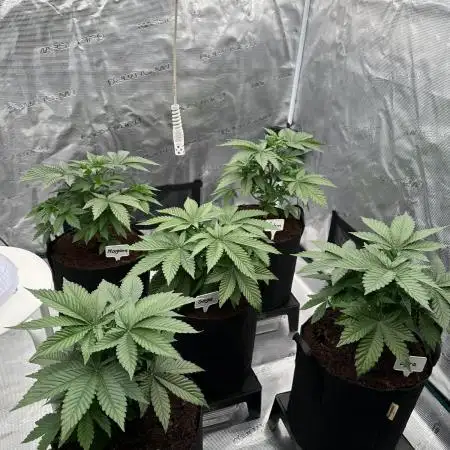 Barney’s Farm Girl Scout Cookies