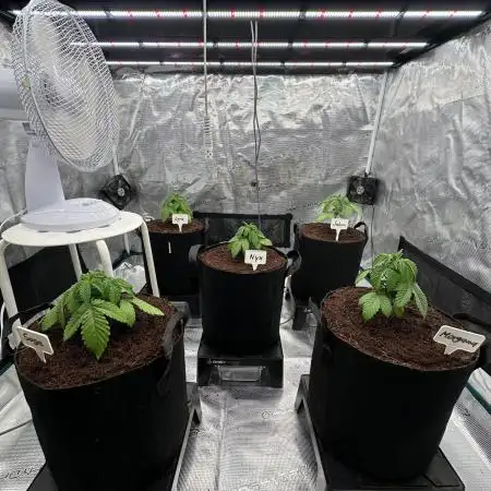 Barney’s Farm Girl Scout Cookies