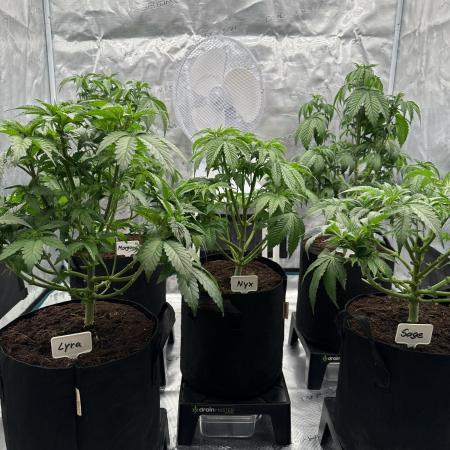 Barney’s Farm Girl Scout Cookies