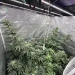 Barney’s Farm Girl Scout Cookies
