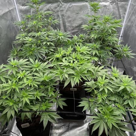 Barney’s Farm Girl Scout Cookies