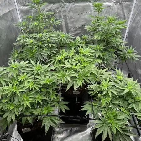 Barney’s Farm Girl Scout Cookies