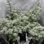 Barney’s Farm Girl Scout Cookies