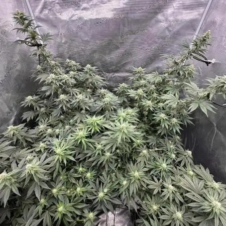 Barney’s Farm Girl Scout Cookies