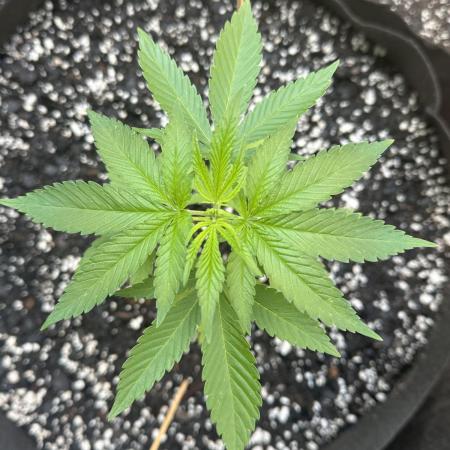 Grape Funk by Mythic Genetics