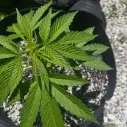 Apple Peelz by Dirty Bird Genetics