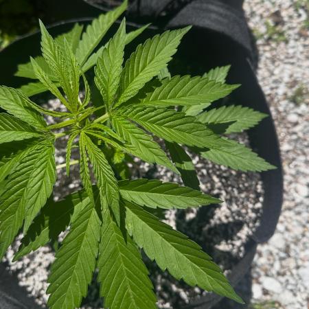 Apple Peelz by Dirty Bird Genetics