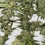 Grape Funk by Mythic Genetics