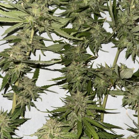Grape Funk by Mythic Genetics