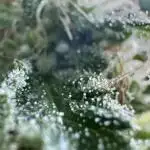 Grape Funk by Mythic Genetics