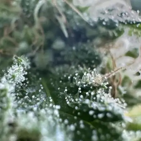 Grape Funk by Mythic Genetics