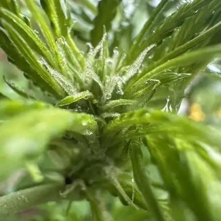 Grape Funk by Mythic Genetics