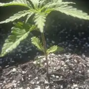 Apple Peelz by Dirty Bird Genetics