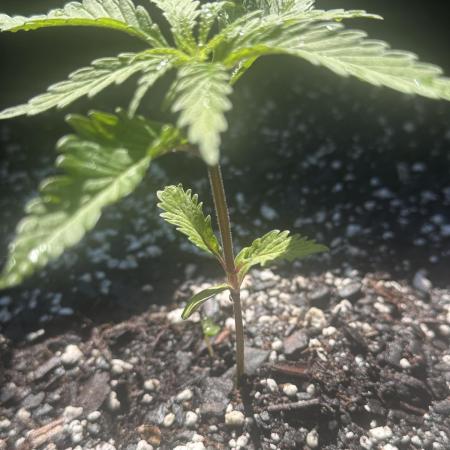 Apple Peelz by Dirty Bird Genetics