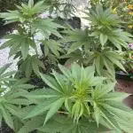 Grape Funk by Mythic Genetics