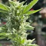 Grape Funk by Mythic Genetics