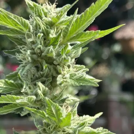 Grape Funk by Mythic Genetics