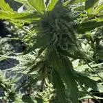 Grape Funk by Mythic Genetics