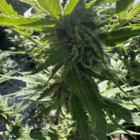 Grape Funk by Mythic Genetics