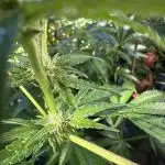 Grape Funk by Mythic Genetics