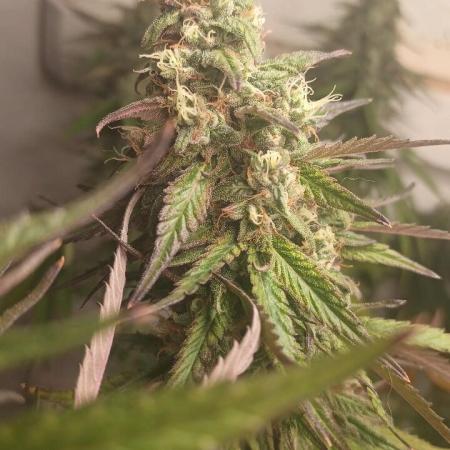 Super Fried Applez ‍♂️🍗🍎